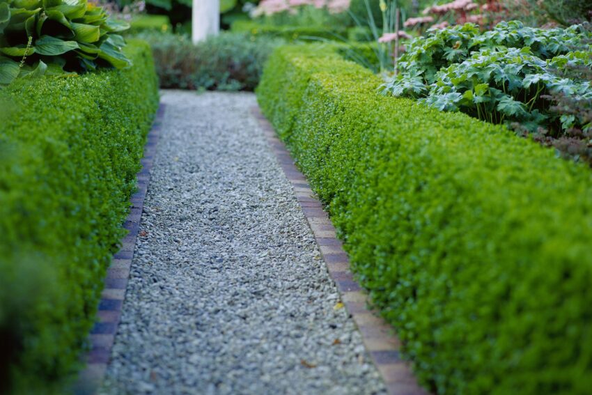 tree and hedge planting